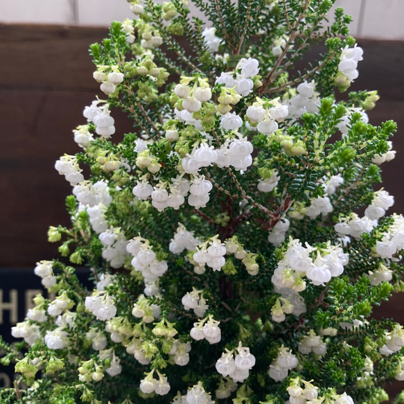 クリスマス絵梨花♡クリスマスツリー仕立て♡可愛い白い花 11枚目の画像