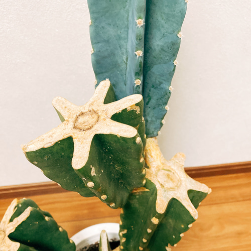 現品］ 柱サボテン 6号 鬼面角 ブランチ 胴切り 観葉植物 おしゃれ