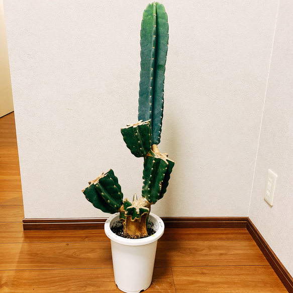 現品］ 柱サボテン 6号 鬼面角 ブランチ 胴切り 観葉植物
