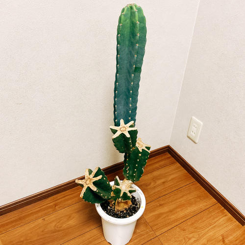 柱サボテン　ブランチ6鉢セット　5寸鉢 Amazon.co.jp: 多肉植物 柱サボテンブランチ 6号 01 鬼面角