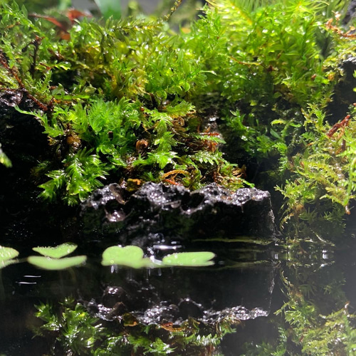 40 アクアテラリウム イモリウム 苔テラリウム 苔アート 【在庫あり