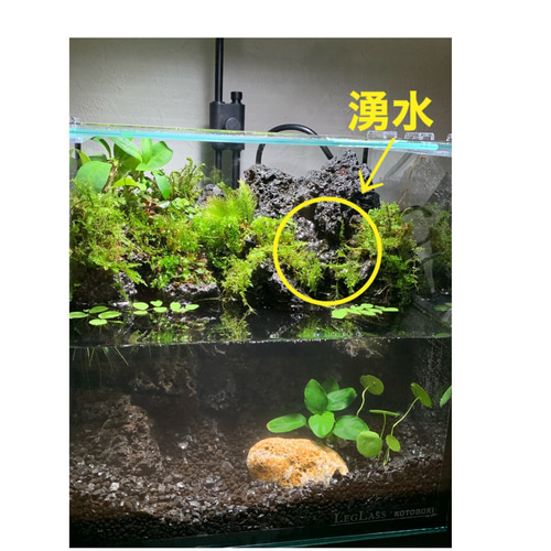 40 アクアテラリウム イモリウム 苔テラリウム 苔アート 【在庫あり