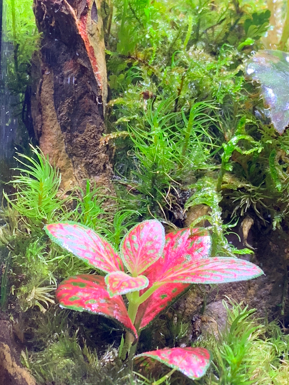 #171 苔テラリウム　苔アート　【在庫あり】 2枚目の画像