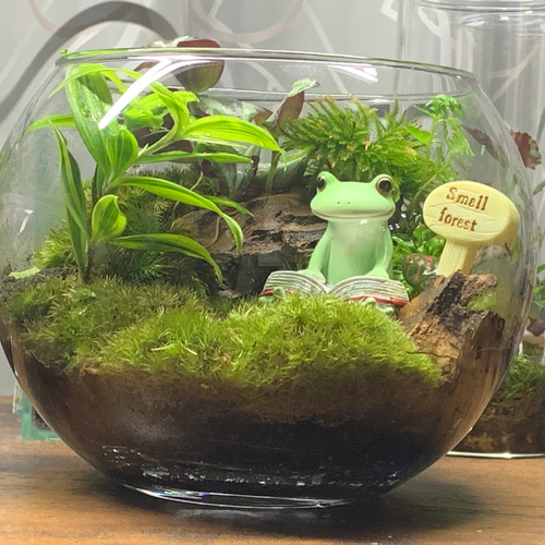 170 苔アート 苔テラリウム カエル かえる 【在庫あり