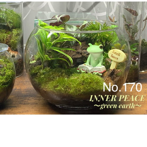 170 苔アート 苔テラリウム カエル かえる 【在庫あり