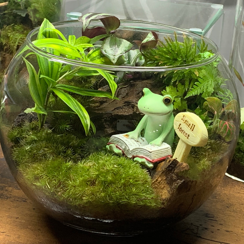 170 苔アート 苔テラリウム カエル かえる 【在庫あり】 テラリウム