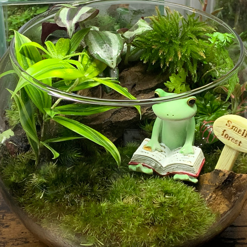 170 苔アート 苔テラリウム カエル かえる 【在庫あり】 テラリウム