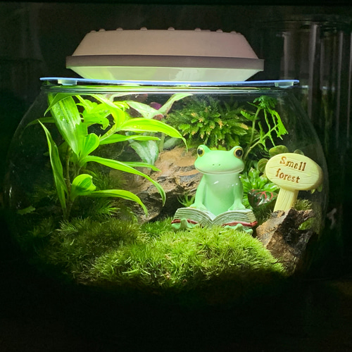 170 苔アート 苔テラリウム カエル かえる 【在庫あり】 テラリウム