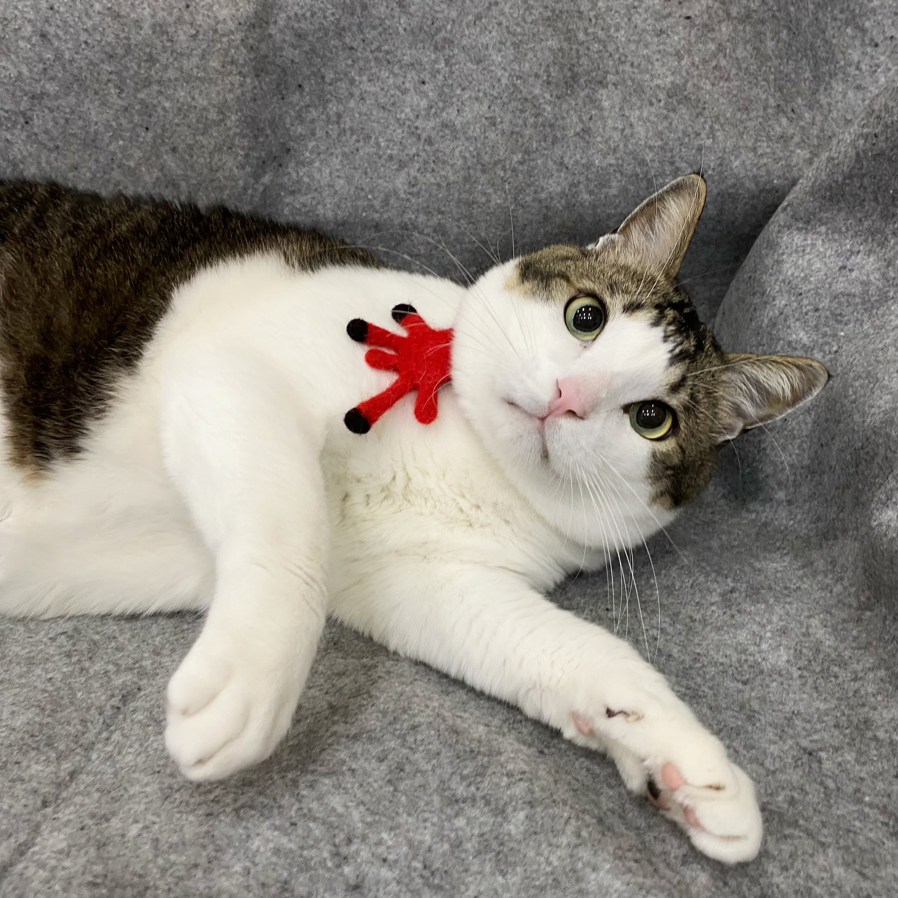 tuu.ro.chan】赤い触手 - 動物の首輪 猫の首輪 毛皮の子供の首輪