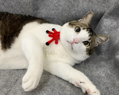 木製猫の彫刻 赤い首輪付き tuu.ro.chan】赤い触手 - 動物の首輪 猫の首輪 毛皮の子供の首輪