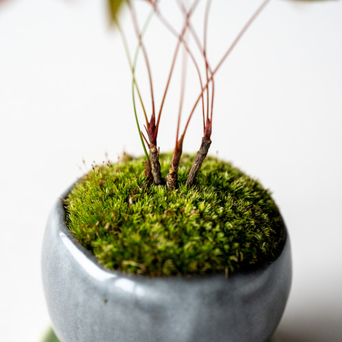 ナンテン｜黒のうつわ 盆栽 Sekibokka 通販 15105881｜Creema(クリーマ)