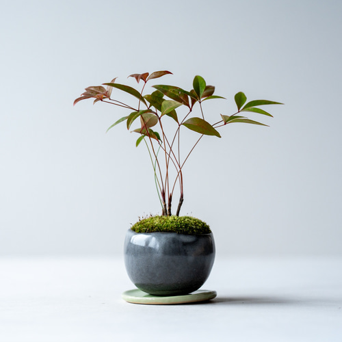 ナンテン｜黒のうつわ 盆栽 Sekibokka 通販 15105881｜Creema(クリーマ)