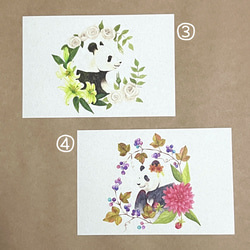 パンダのポストカード5枚セット① 4枚目の画像