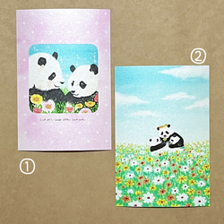 パンダのポストカード5枚セット① 3枚目の画像