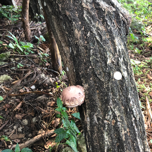 椎茸の原木五本のオーナ 野菜 woodduck 通販 15106256|Creema 椎茸の原木五本のオーナ 野菜 woodduck 通販 15106256|Creema