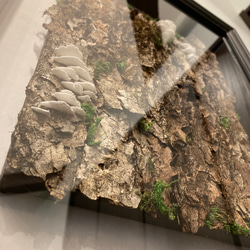 販売開始】木の皮ときのこのピクチャーアート 絵画 fossil cat 通販