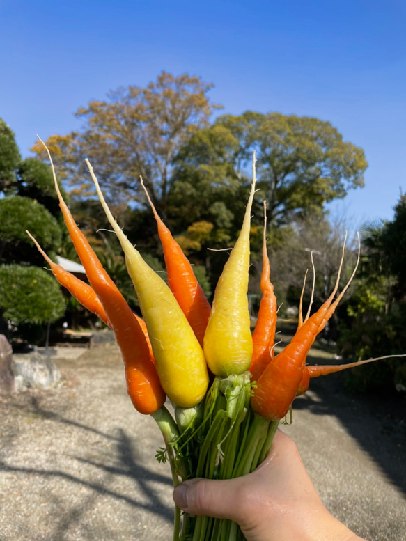 ★10種類の乾燥野菜MIX★150g 真空袋入り 自然の美味しさ100%！ 無添加 無着色 4枚目の画像