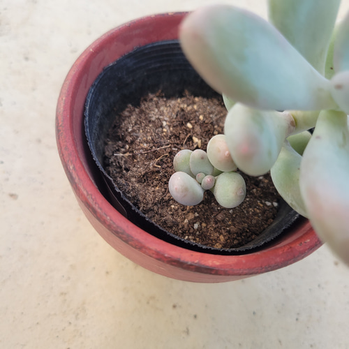 多肉植物❤月美人❤抜き苗 その他インテリア雑貨 ✰Pan✰ 通販｜Creema  