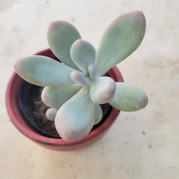 多肉植物❤月美人❤抜き苗 その他インテリア雑貨 ✰Pan✰ 通販｜Creema  