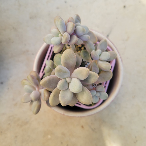 多肉植物❤だるま秀麗❤抜き苗 その他インテリア雑貨 ✰Pan✰ 通販