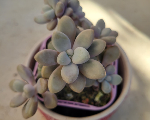 多肉植物❤だるま秀麗❤抜き苗 その他インテリア雑貨 ✰Pan✰ 通販