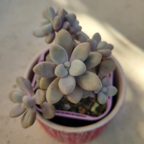 多肉植物❤だるま秀麗❤抜き苗 その他インテリア雑貨 ✰Pan✰ 通販