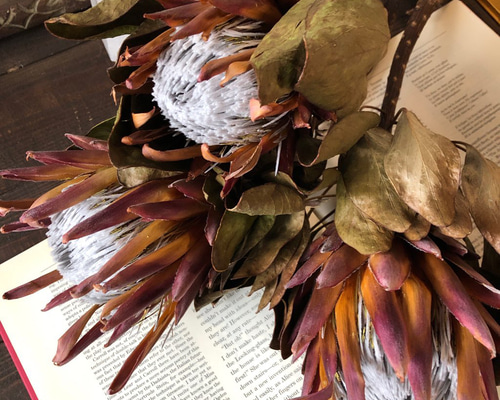 No4981 プロテアミックスの ドライフラワー30本 No4981 プロテアミックスの ドライフラワー30本 No4981 プロテア