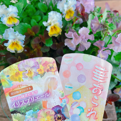 現品のみ♡アイアンピックつき【フリルビオラ入り7種類寄せ植え】水色系ブリキ鉢♪素敵ガーデニング 2枚目の画像