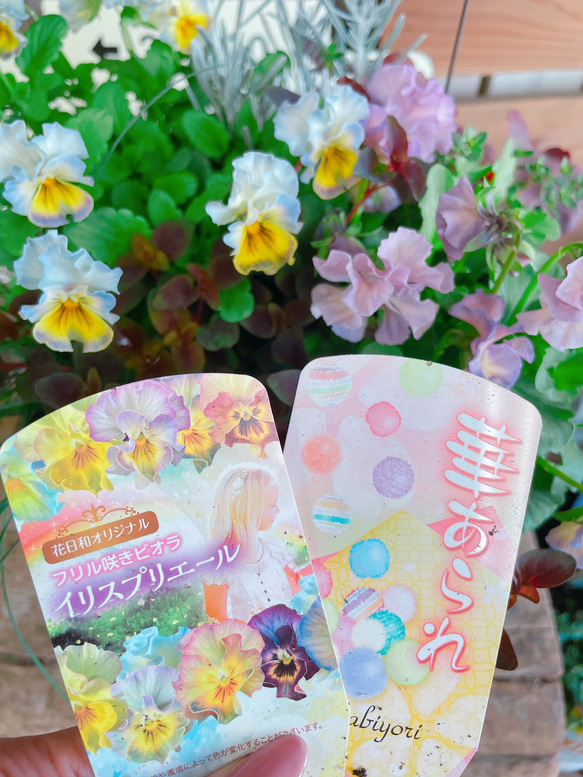 現品のみ♡アイアンピックつき【フリルビオラ入り7種類寄せ植え】水色系ブリキ鉢♪素敵ガーデニング 2枚目の画像