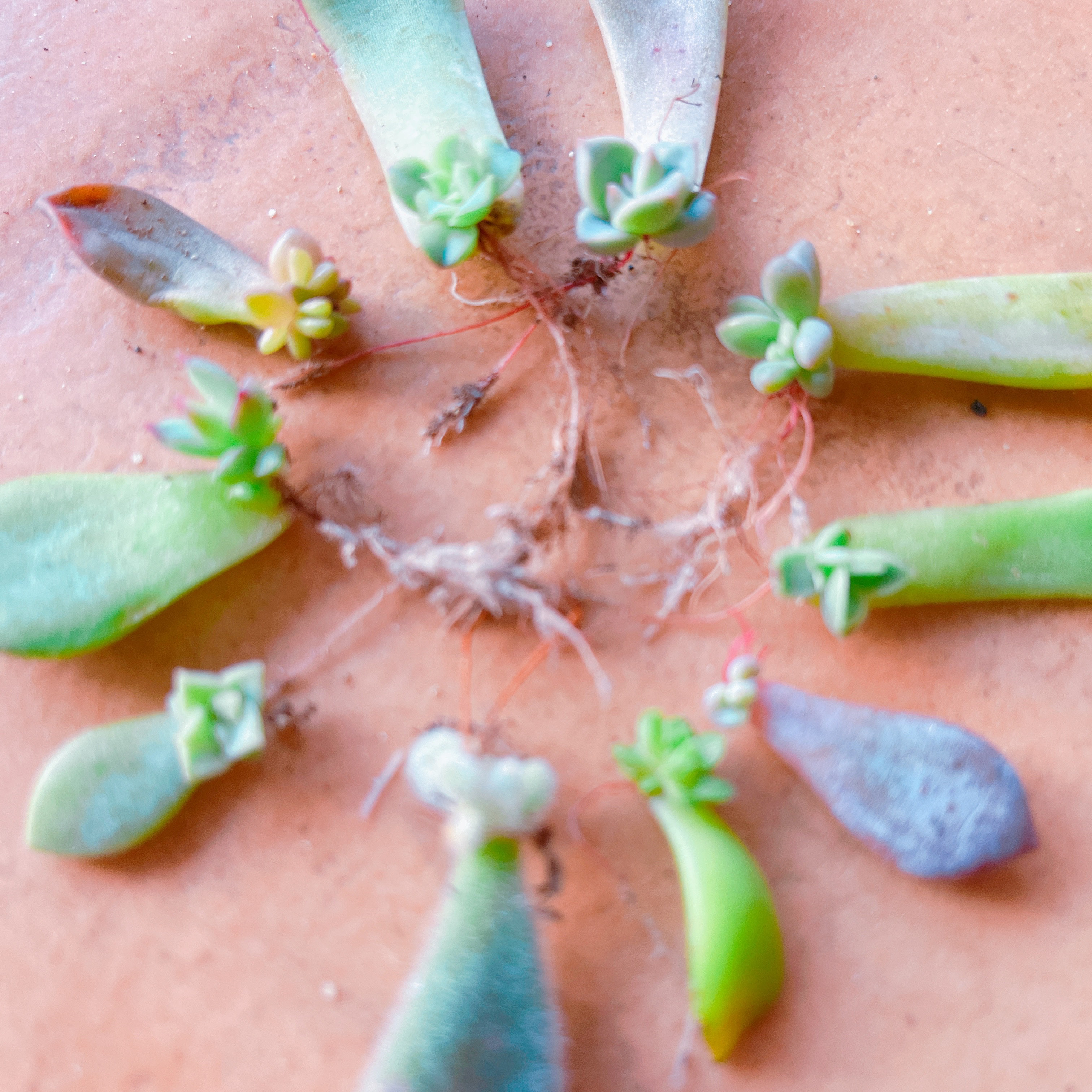 多肉植物 お任せ葉挿しセット 多肉植物 多肉植物専門店🌵TANIKU 通販 ...