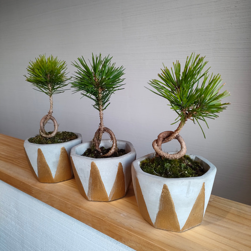 盆栽 『赤松』 和風 インテリア 観葉植物 園芸 オブジェ 送料無料 b084 盆栽 『赤松』 和風 インテリア 園芸 ガーデニング 雑貨