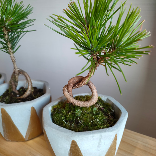 盆栽 『赤松』 インテリア 園芸 観葉植物 ガーデニング 送料無料