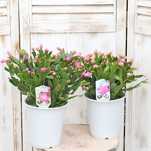 mihomiho デンマークカクタス 薔薇咲き ピンク系 E 　発根済み mihomiho様専用 デンマークカクタス 薔薇咲き ピンク系 E 発根