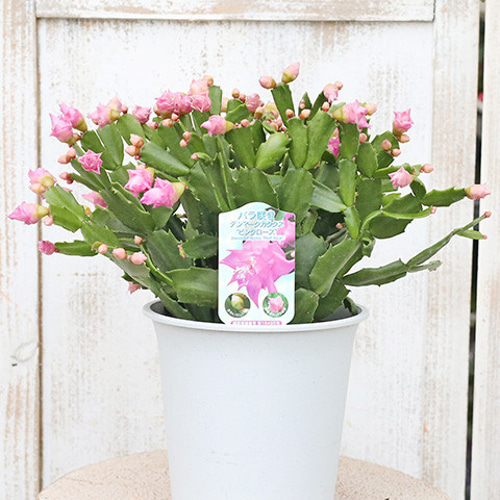 鉢花 バラ咲き デンマークカクタス チェリーローズ・ピンクローズ