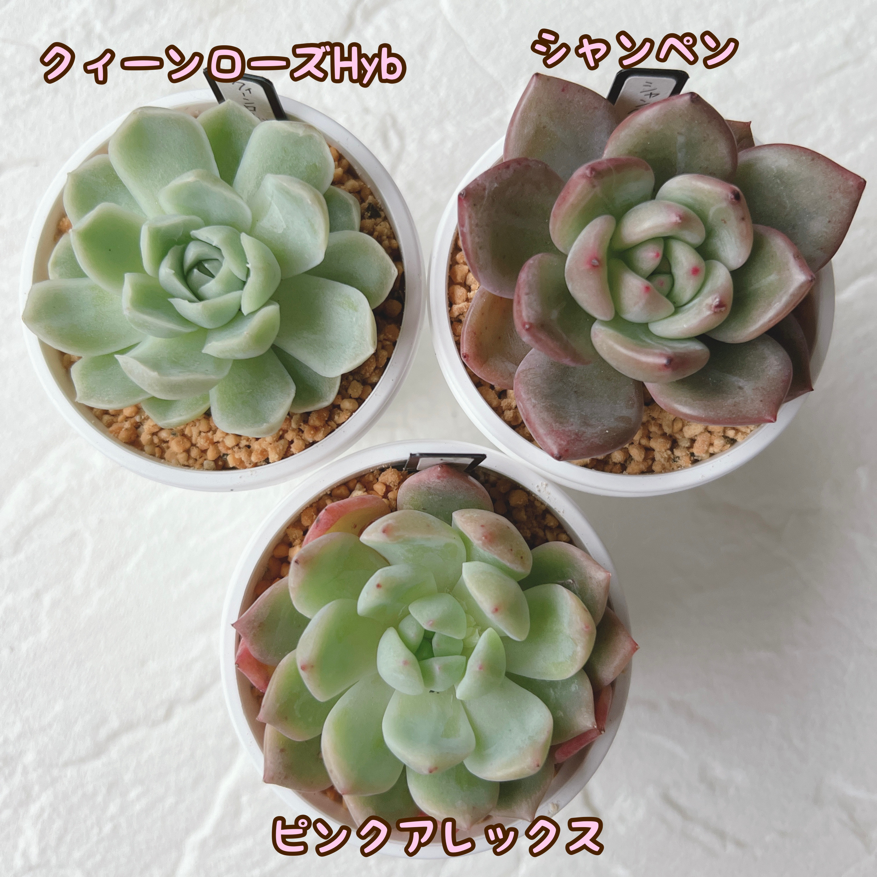 Top【選抜株】多肉植物　23097クィーンHyb　105個　プラグトレー苗