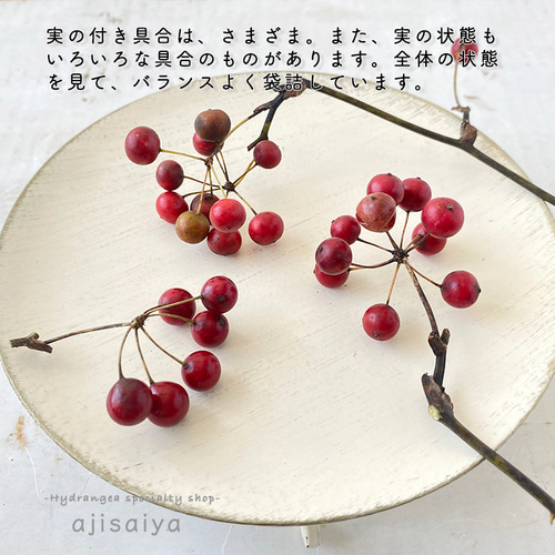 新入荷 】 ミニサンキライの実 こふさ 【ドライフラワー】 その他素材