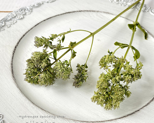 pyoru■5フラワー、ロックローズ、アスペン、スクレランサス、ウィロー pyoru□5フラワー、ロックローズ、アスペン、スクレランサス、ウィロー