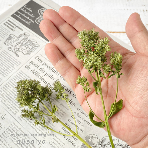 フロックス グリーンレディ 【 ロスフラワー 】 ＜ 六合（くに）の花