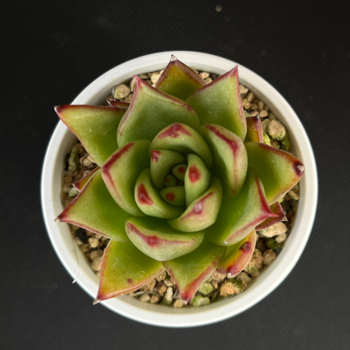 リップスティック 魅惑の宵 多肉植物 多肉植物 kanomarihome 通販