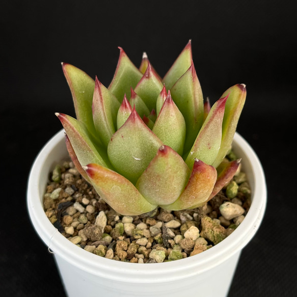 リップスティック 魅惑の宵 多肉植物 多肉植物 kanomarihome 通販