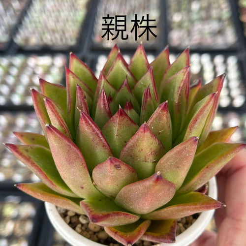 リップスティック 魅惑の宵 多肉植物 多肉植物 kanomarihome 通販