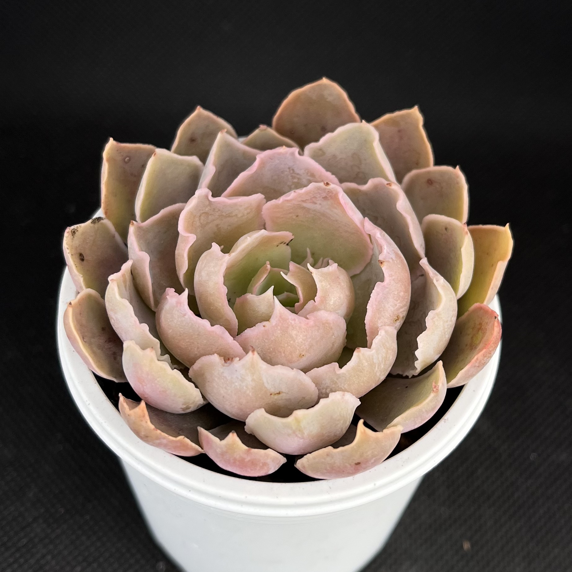シャビアナペレグリナ 多肉植物 多肉植物 kanomarihome 通販