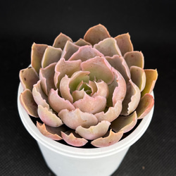 シャビアナペレグリナ 多肉植物 多肉植物 kanomarihome 通販 15112180