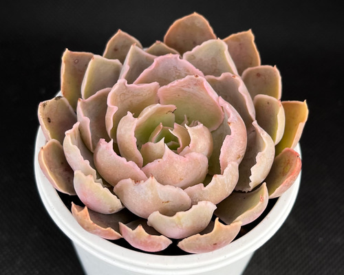 ゆう＊多肉植物 シャビアナペレグリナ×ヴィンセントカトー 多肉植物