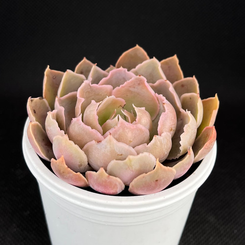 シャビアナペレグリナ 多肉植物 多肉植物 kanomarihome 通販 15112180