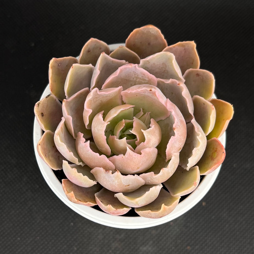 ♥️19 シャビアナペレグリナ×ラルム(Bee house)／多肉植物 シャビアナペレグリナ 多肉植物 多肉植物 kanomarihome 通販 15112180