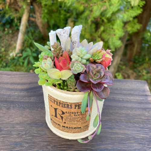 多肉植物寄せ植え 多肉 リメイク缶鉢 多肉植物 galleryk's植物 通販