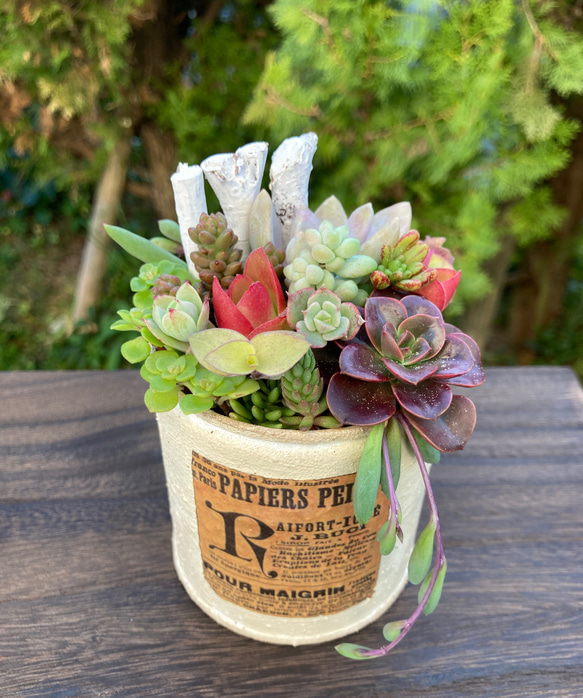 多肉植物☆リメイク缶3個セット リメイク缶鉢の多肉植物寄せ植え そのまま飾れる クリスマス