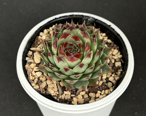 d84f4670ff11d6869399661afb84a1