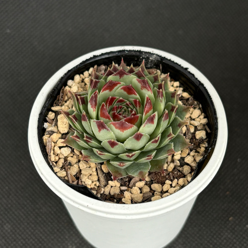 センペルビウム　ミセスジョセフィ ミセスジョゼフィー センペルビウム 多肉植物 多肉植物 kanomarihome